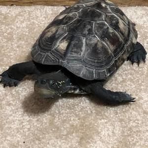 Meet your Posher, Ariane